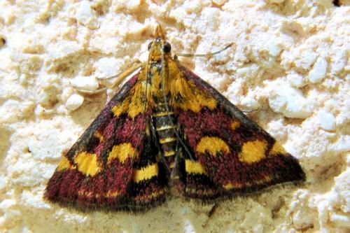 Réf. 334 649 : Pyrausta purpuralis